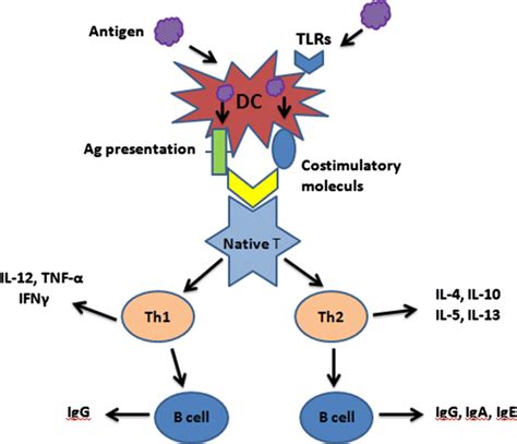 Tlrs And T Helper Cell Responses Download Scientific Diagram