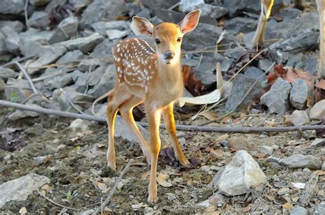 Premium Photo Baby Sika Deer