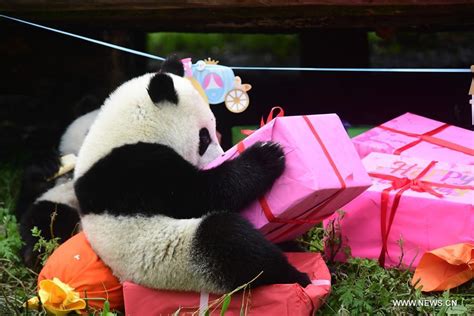 18 Panda Cubs Have Birthday Party In Sichuan 2 Peoples Daily Online