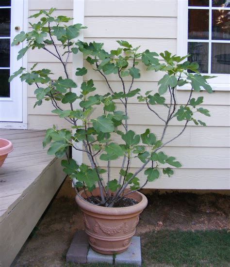 Black Mission Fig Potted Trees Growing Fig Trees Container Gardening