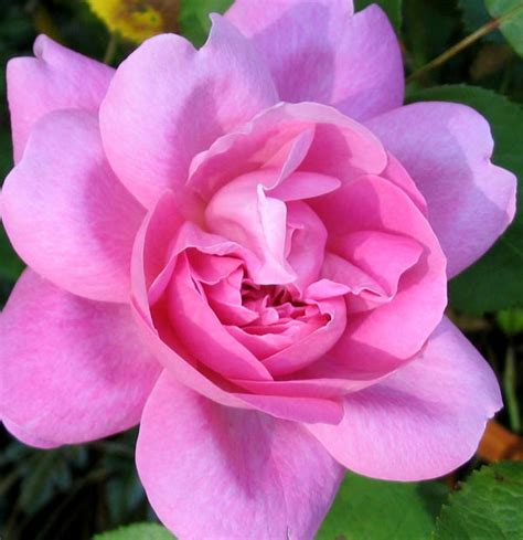 The huge variety of flowers that are available can be confusing. Beautifull Flowers 2011: rose flower