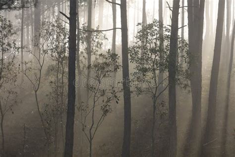 Pine Forest Sunlight And Mist Stock Photo Image Of Nature Plant