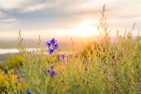 free images nature horizon sky sunset field meadow prairie sunlight morning flower