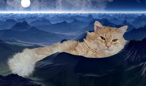 Space Cat Much Ill Lie Down Here Does Anyone Mind 🌌😼 Rpolitecats