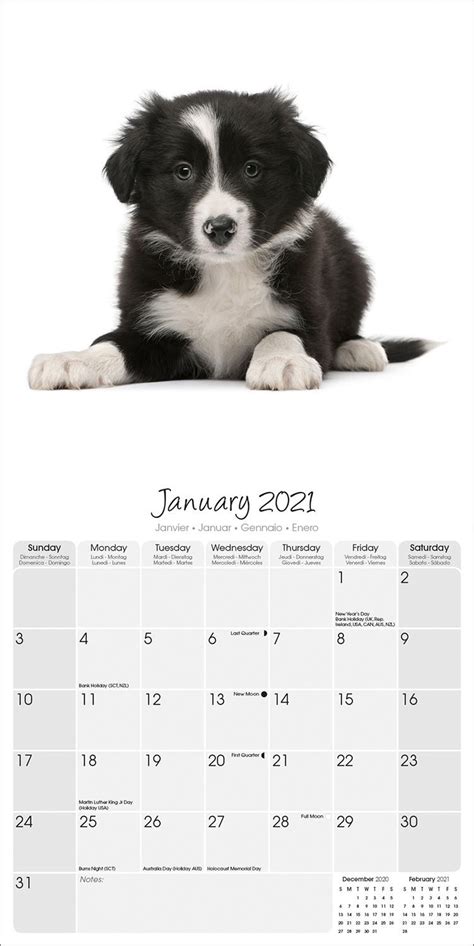Border Collie Studio Range Calendar Dog Breed Pet Prints Inc