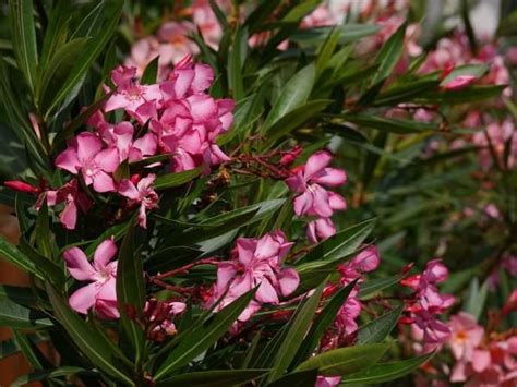 114,441 likes · 723 talking about this. oleander rosa blueten 3 - Meine Orangerie
