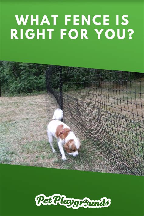 The Best Do Invisible Fences Work For Beagles 2022
