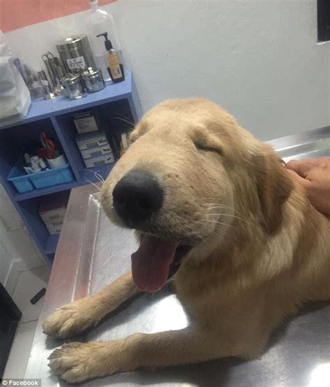 Golden Retriever With A Swollen Face After Being Stung By A Wasp Goes
