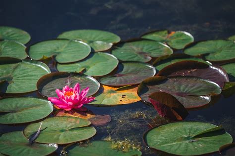 Pink Lotus Flower Floating On Water · Free Stock Photo