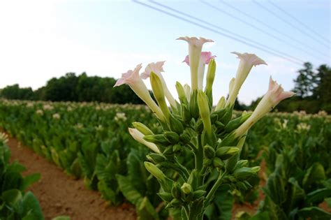 Beneficios De La Planta Del Tabaco Y Usos Para Aprovecharlos Plantas