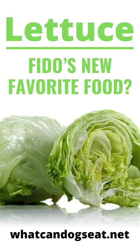 Dogs and humans metabolize foods differently, making some human foods toxic to dogs. Lettuce - Fido's New Favorite Food? (With images ...
