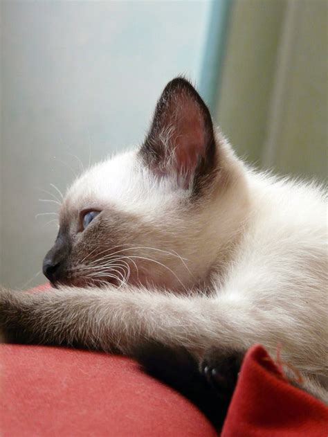 There are two breed among the siamese cats. Scarlett. Female siamese cat. | images that make me happy
