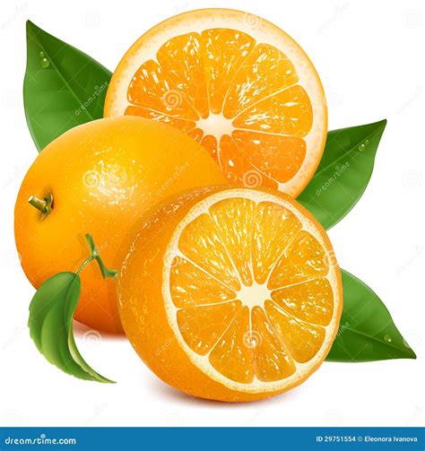 Fresh Ripe Oranges With Leaves Stock Vector Illustration Of
