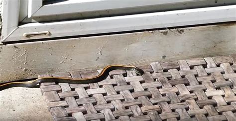 The Garter Snake Appearance Biology Life Cycle Habitat Diet Behavior