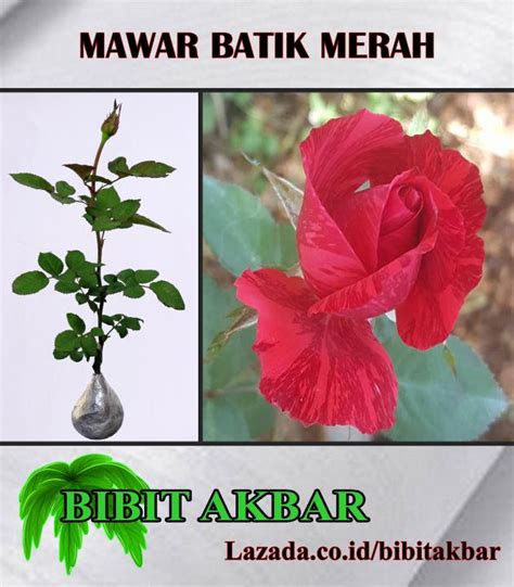Mawar Batik Merah Lazada Indonesia