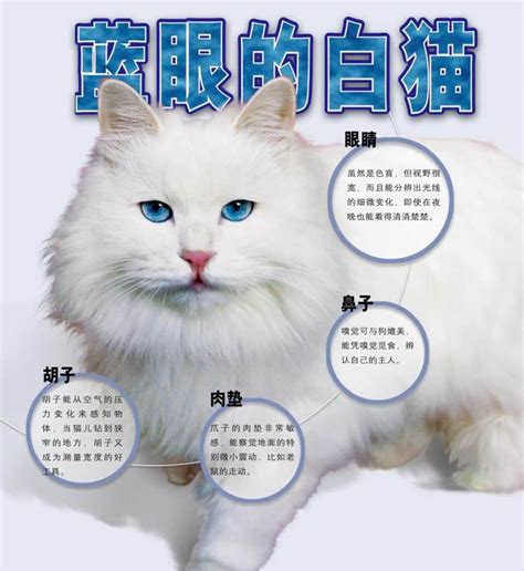 1,325 likes · 6 talking about this. 蓝眼的白猫为什么耳聋？ | 中国国家地理网