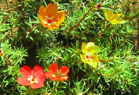 When i (to see) ann, she (to sort) the flowers which she (to pick) in the field. Blind Love: WORDLESS WEDNESDAY (34) - Ten o'clock flower