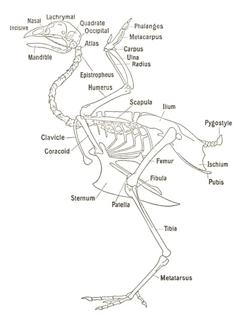 Imagequiz Bird Skeleton