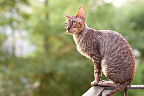 Top Hypoallergenic Cats For Allergy Sufferers