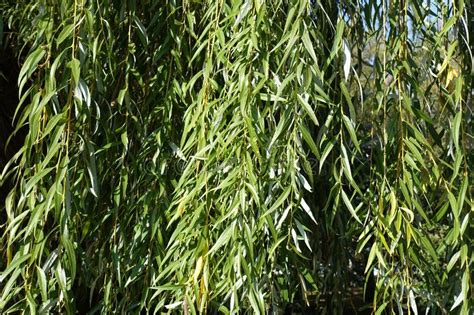 Pendulous Branch Of Weeping Willow With Catkins Stock Photo Image Of