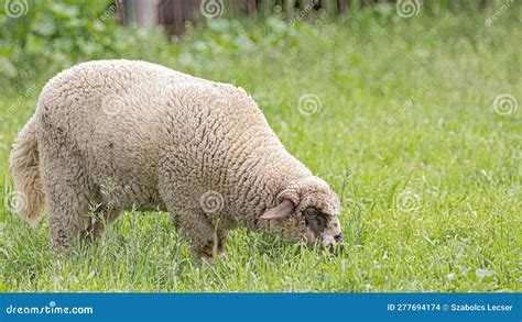 Domestic Sheep Ovis Aries Graze Stock Photo Image Of Apply Mammal