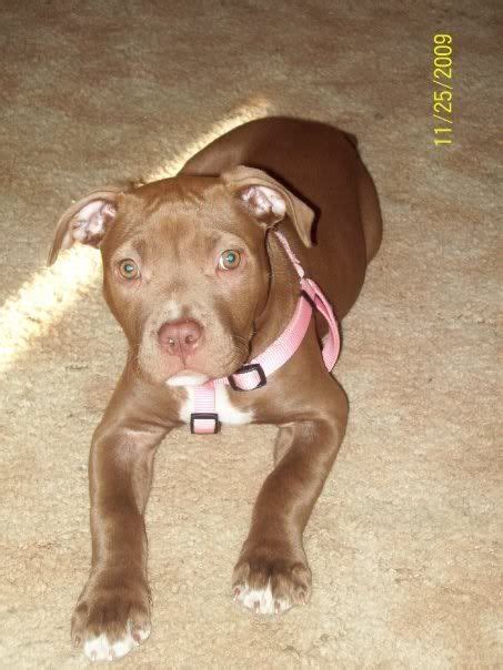 About 3months Old See This Image On Photobucket Red Nose Pitbull