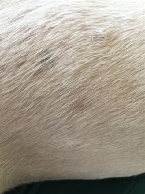 Bald Spots And Lumps Pls Help — Strictly Bull Terriers