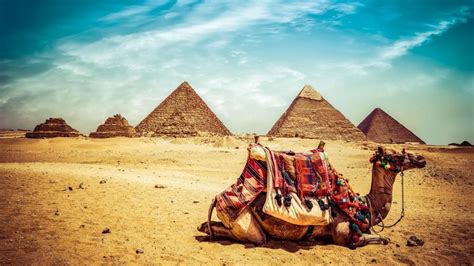Egypt Wallpaper Camel Egypt Natural Pyramids