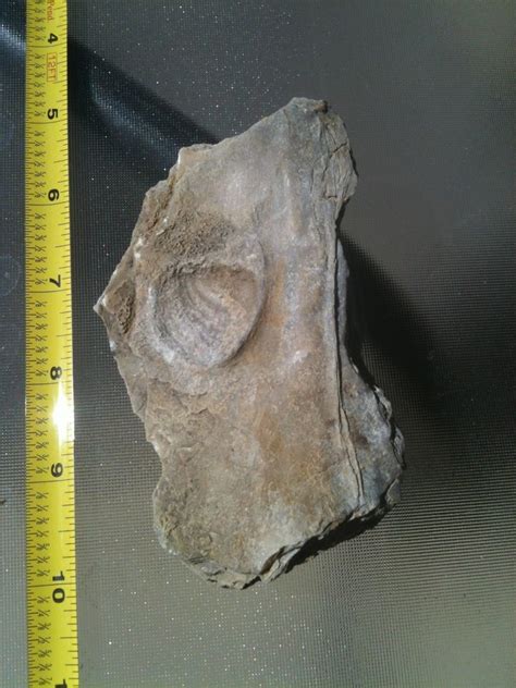 Interesting Fossils Found In Ne Texas Need Help