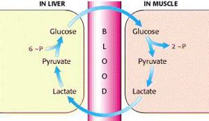 Lactic acid (c3h6o3) is a normal intermediate in the fermentation (oxidation, metabolism) of sugar. Does Lactic Acid Build Up Cause Muscle Burn? - BuiltLean