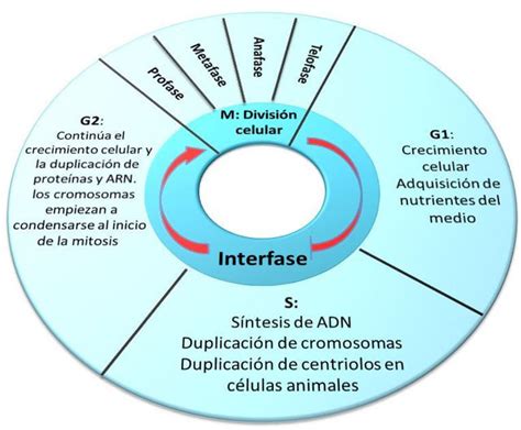 Ciclo Celular Web Itif Centrobiologia