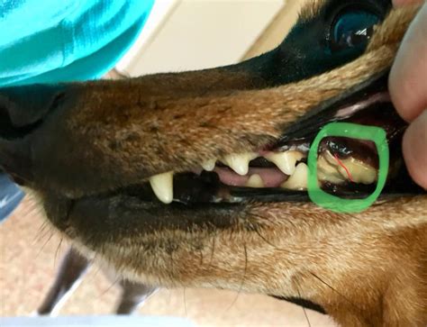 Poor Noggin Has A Carnassial Tooth Obie Dogs Journey