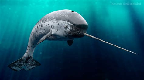 Narwhal Jumping Pose Model Turbosquid 1486496