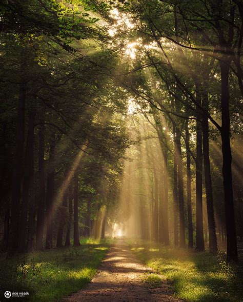 Freckled Forest Sunrays Fall Onto A Path Through A Forest In The
