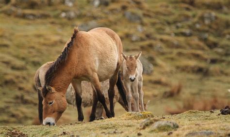 Highland Wildlife Park Welcomes Two Endangered Przewalskis Horse Foals