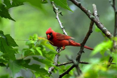 Ohio State Bird The Cardinal Thanks To Ohio State