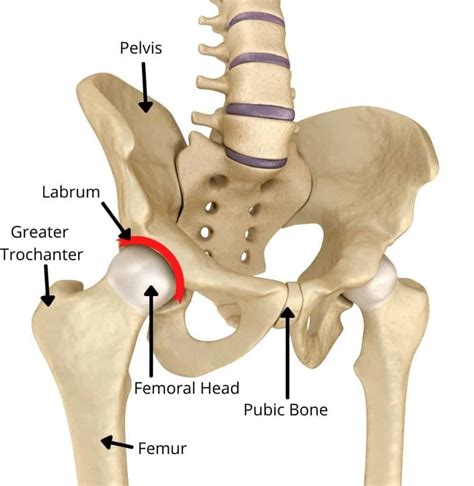 Hip Muscles Diagram Hip Pain Explained Including Structures Anatomy