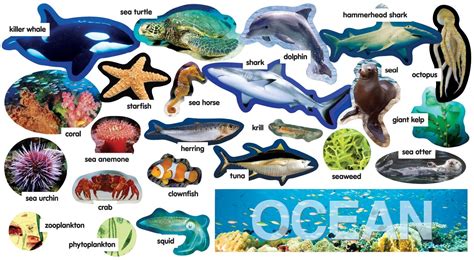 Picture Of Ocean Animals Free Download On Clipartmag