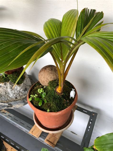 Coconut Bonsai Furniture And Home Living Gardening Plants And Seeds On