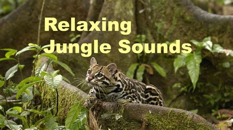 Best Relaxing Jungle Sounds Tropical Amazon Rainforest With Distant