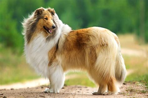 Let's learn what it means to own this hybrid. Meet the Collie (Rough)!