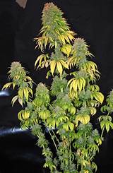 Marijuana Plant Budding Photos