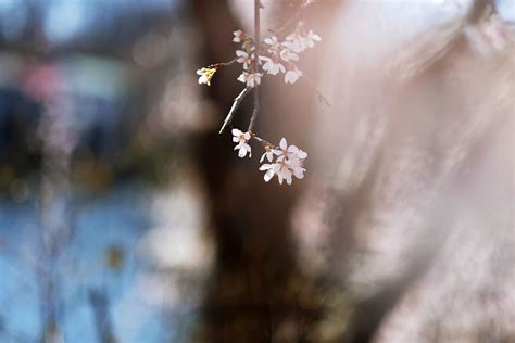 Cherry Blossom Bokeh Charlotte Geary Northern Virginia Commercial