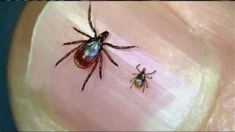 Maine High Risk Area For Lyme Disease Study Says