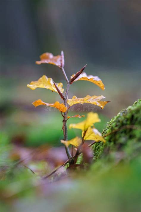 Young Seedling Of Beech Tree With Autumn Colors In A Forest Environment
