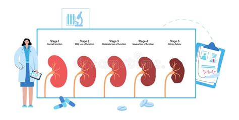 Kidney Failure Stages Stock Illustrations 16 Kidney Failure Stages