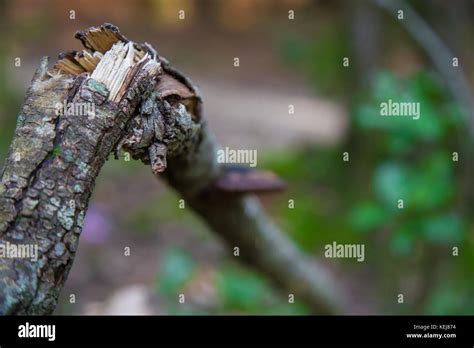 Dry Branch Broken But Still Attached Stock Photo Alamy
