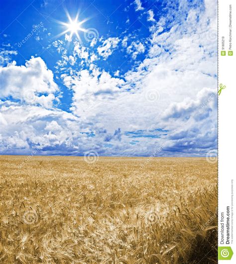 A Golden Wheat Field Under An Blue Sky Stock Image Image Of