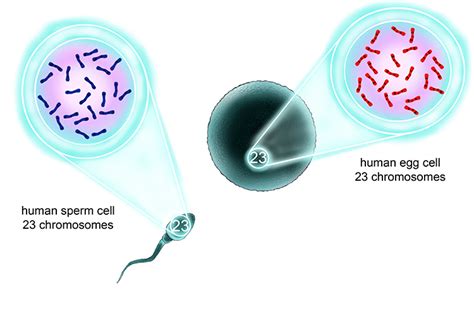 Haploid Cells Are The Product Of Meiosis 23 Chromosomes