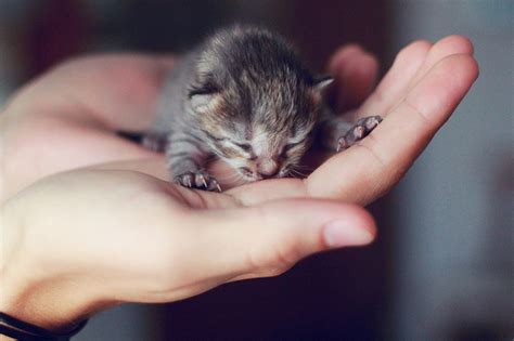 Super Cute Baby Animals In Human Hands One Big Photo